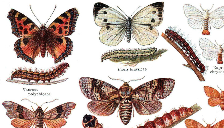 Les papillons : introduction au monde des Lépidoptères